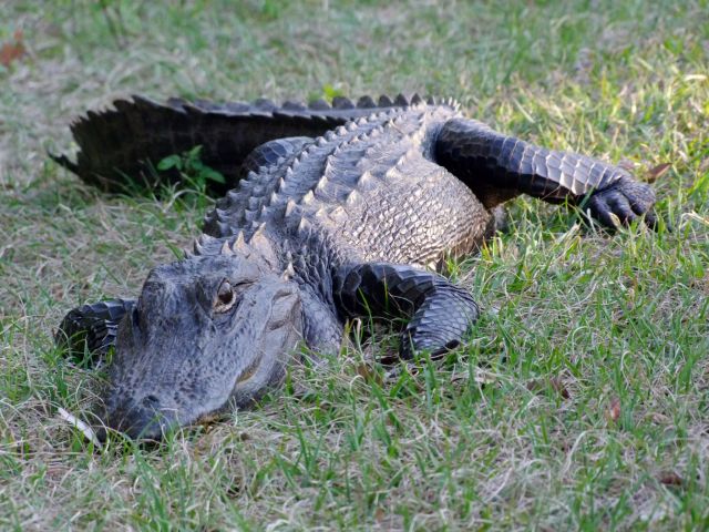 Zdjęcia: Georgia / Okefenokee Swamp , no podejdz blizej , jeszcze ciut :), USA Zdjęcia: Georgia / Okefenokee Swamp , no podejdz blizej , jeszcze ciut :), USA