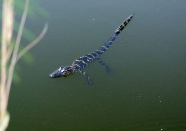 Zdjęcia: Georgia / Okefenokee Swamp , bejbik 2, USA Zdjęcia: Georgia / Okefenokee Swamp , bejbik 2, USA