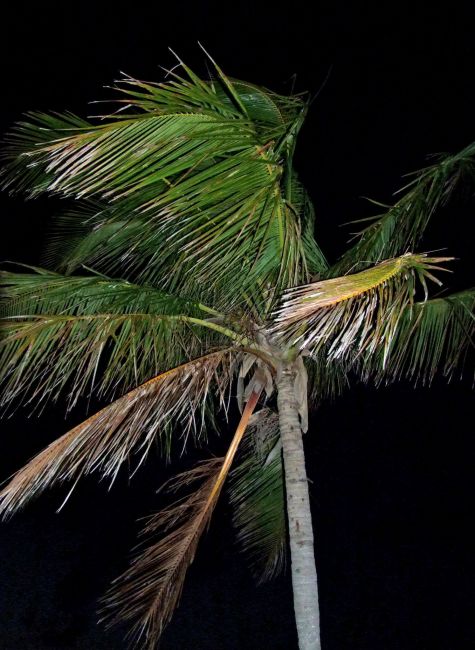 Zdjęcia: Floryda / Everglades NP, nocna wichura, USA Zdjęcia: Floryda / Everglades NP, nocna wichura, USA