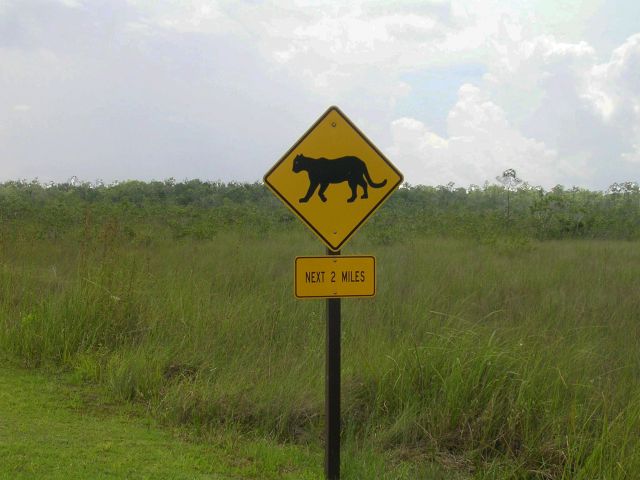 Zdjęcia: Everglades, Floryda, uwaga na kociaki, USA Zdjęcia: Everglades, Floryda, uwaga na kociaki, USA