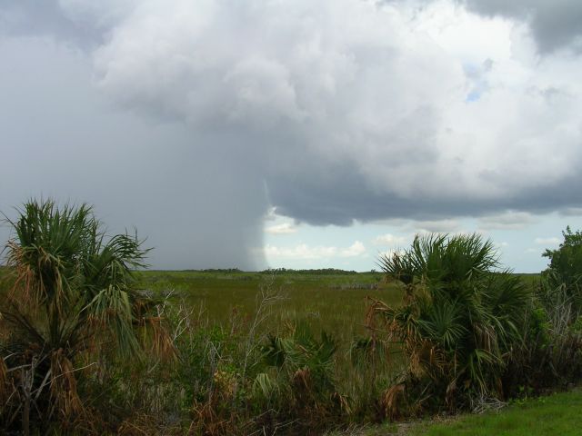Zdjęcia: Everglades, Floryda, pada i nie pada, USA Zdjęcia: Everglades, Floryda, pada i nie pada, USA