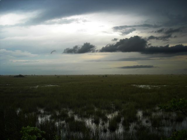Zdjęcia: Everglades, Floryda, bagna w porze deszczowej, USA Zdjęcia: Everglades, Floryda, bagna w porze deszczowej, USA