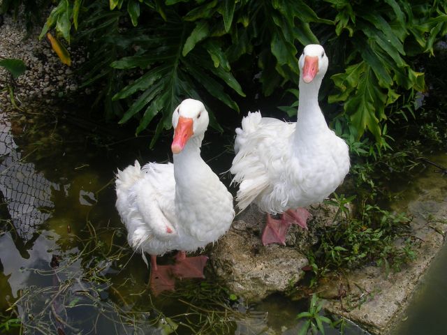 Zdjęcia: Everglades, Floryda, kaczki dziwaczki, USA Zdjęcia: Everglades, Floryda, kaczki dziwaczki, USA