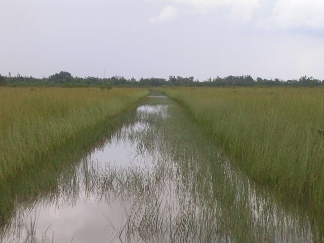 Zdjęcia: Everglades, Floryda, droga wśród bagien, USA Zdjęcia: Everglades, Floryda, droga wśród bagien, USA