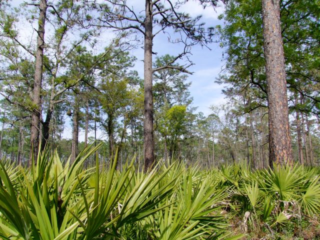 Zdjęcia: Georgia / Okefenokee Swamp , sosny i palmy, USA Zdjęcia: Georgia / Okefenokee Swamp , sosny i palmy, USA