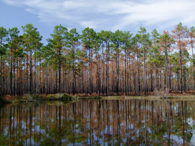 Zdjęcia: Georgia / Okefenokee Swamp , zagajnik, USA Zdjęcia: Georgia / Okefenokee Swamp , zagajnik, USA
