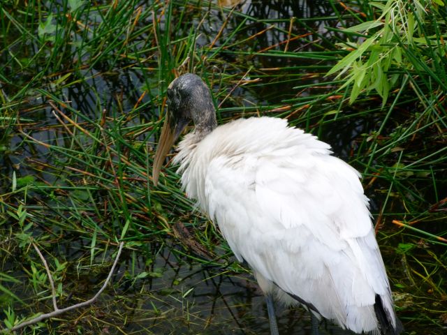 Zdjęcia: Floryda / Everglades NP, wood stork, USA Zdjęcia: Floryda / Everglades NP, wood stork, USA