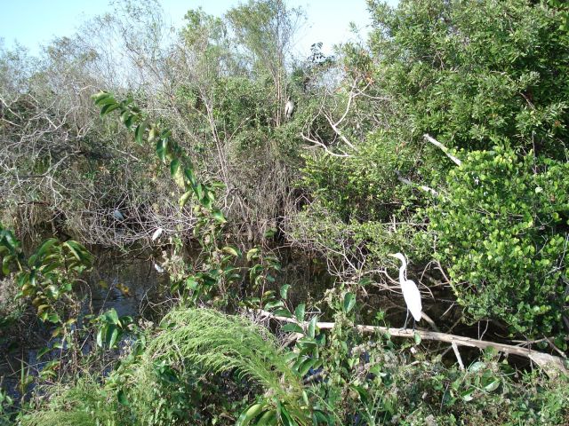 Zdjęcia: Park Narodowy Everglades, Floryda, Ptaki Everglades, USA Zdjęcia: Park Narodowy Everglades, Floryda, Ptaki Everglades, USA