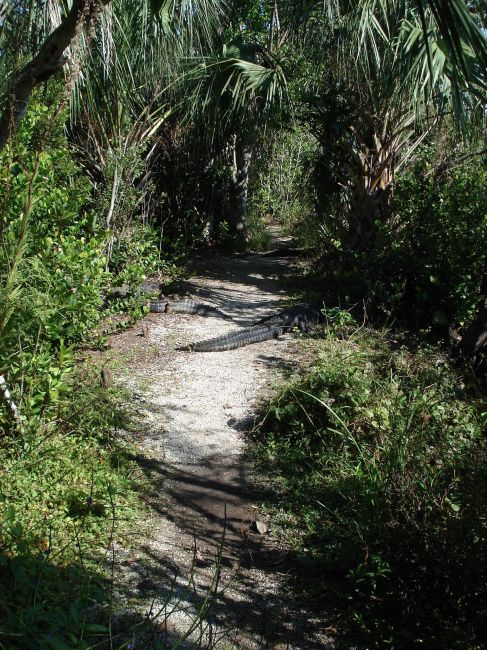 Zdjęcia: Park Narodowy Everglades, Floryda, Szlak dla odważnych..., USA Zdjęcia: Park Narodowy Everglades, Floryda, Szlak dla odważnych..., USA