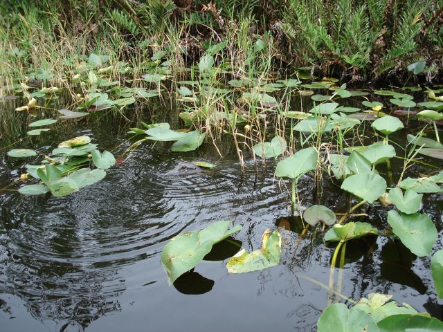 Zdjęcia: Park Narodowy Everglades, Floryda, Dobrze się maskuję ?, USA Zdjęcia: Park Narodowy Everglades, Floryda, Dobrze się maskuję ?, USA