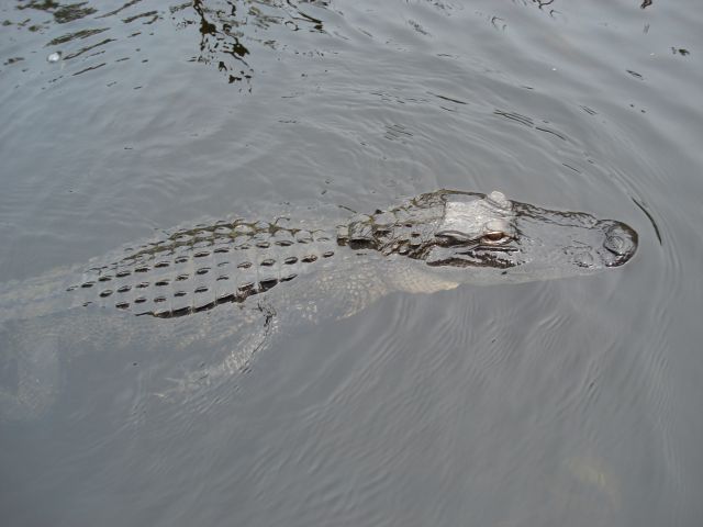Zdjęcia: Park Narodowy Everglades, Floryda, "Wally" w całej rozciągłości..., USA Zdjęcia: Park Narodowy Everglades, Floryda, "Wally" w całej rozciągłości..., USA