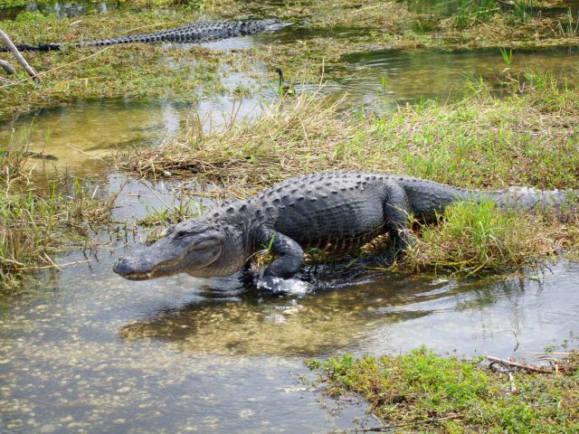 Zdjęcia: Floryda / Everglades NP, aligator, USA Zdjęcia: Floryda / Everglades NP, aligator, USA