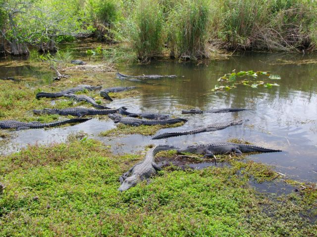 Zdjęcia: Floryda / Everglades NP, zatoczka aligatorow, USA Zdjęcia: Floryda / Everglades NP, zatoczka aligatorow, USA