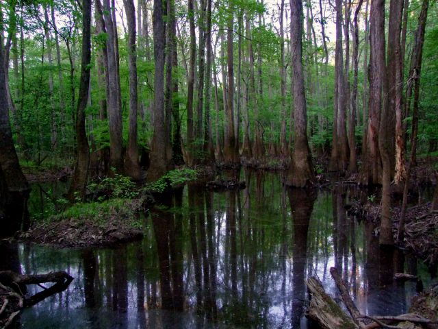 Zdjęcia: Karolina Poludniowa / Congaree NP, Park Narodowy Congaree, USA Zdjęcia: Karolina Poludniowa / Congaree NP, Park Narodowy Congaree, USA