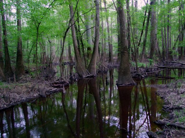 Zdjęcia: Karolina Poludniowa / Congaree NP, Park Narodowy Congaree 2, USA Zdjęcia: Karolina Poludniowa / Congaree NP, Park Narodowy Congaree 2, USA