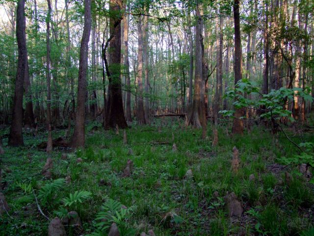 Zdjęcia: Karolina Poludniowa / Congaree NP, Park Narodowy Congaree 3, USA Zdjęcia: Karolina Poludniowa / Congaree NP, Park Narodowy Congaree 3, USA