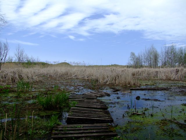 Zdjęcia: Indiana / Indiana Dunes National Lakeshore, Cowles Bog, USA Zdjęcia: Indiana / Indiana Dunes National Lakeshore, Cowles Bog, USA