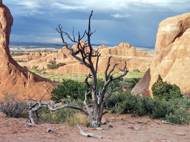 Zdjęcia: Arches NP, Utah, Wyschnięte drzewko, USA Zdjęcia: Arches NP, Utah, Wyschnięte drzewko, USA