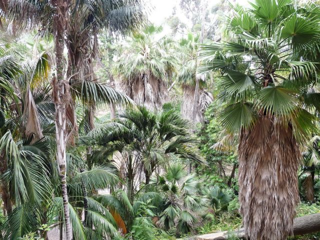 Zdjęcia: San Diego, California, Balboa Park w San Diego, część tropikalna, USA Zdjęcia: San Diego, California, Balboa Park w San Diego, część tropikalna, USA