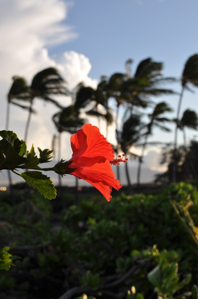 Zdjęcia: Big Island, Hawaje, Hibiskus na tle palm, USA Zdjęcia: Big Island, Hawaje, Hibiskus na tle palm, USA