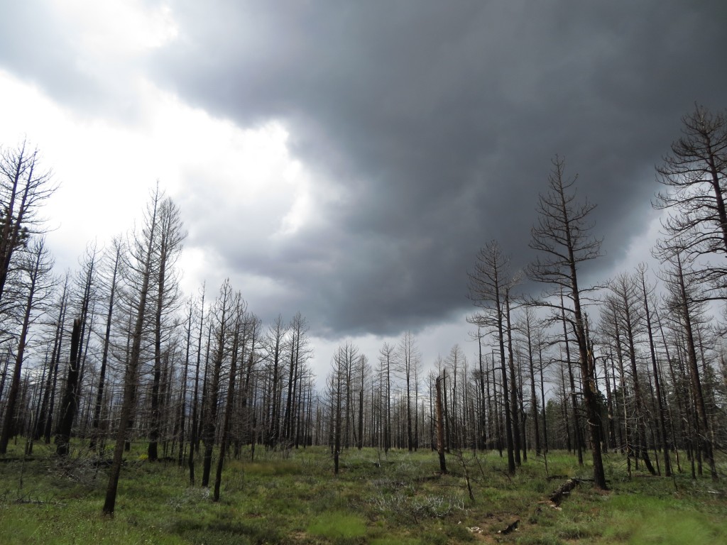 Zdjęcia: Kaibab National Forest, Arizona, KONKURS Kaibab National Forest, USA Zdjęcia: Kaibab National Forest, Arizona, KONKURS Kaibab National Forest, USA