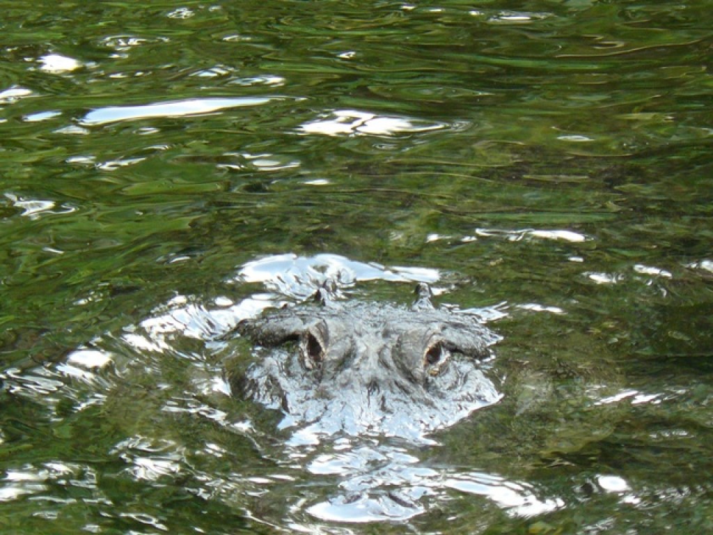 Zdjęcia: Busch Gardens, Floryda, incognito ..., USA Zdjęcia: Busch Gardens, Floryda, incognito ..., USA