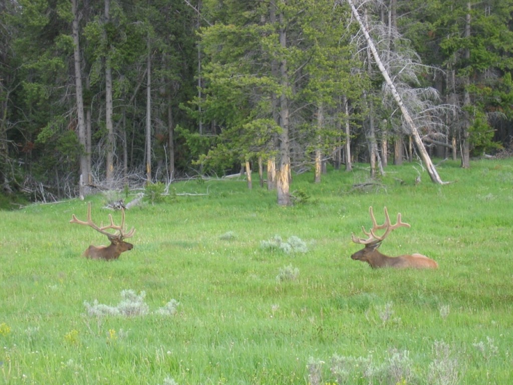 Zdjęcia: Na polanie, Park Narodowy Yellowstone, Urok Yellowstone, USA Zdjęcia: Na polanie, Park Narodowy Yellowstone, Urok Yellowstone, USA