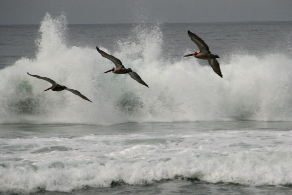 Zdjęcia: Monterey, California, Nalot, USA Zdjęcia: Monterey, California, Nalot, USA