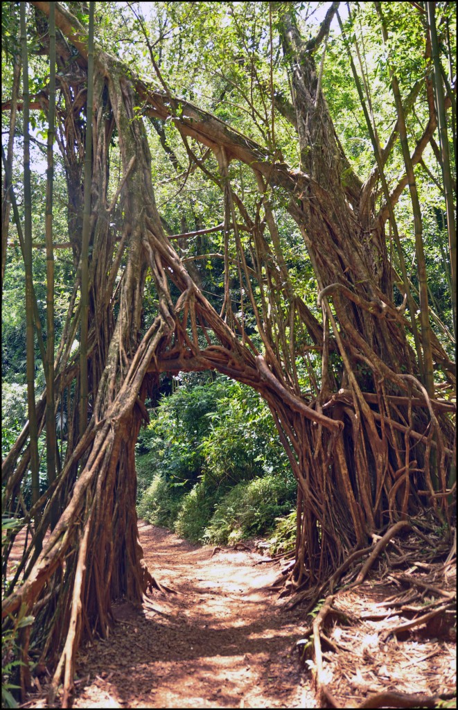 Zdjęcia: Honolulu, Oahu, Moana Trail, USA Zdjęcia: Honolulu, Oahu, Moana Trail, USA