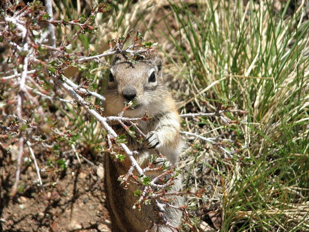 Zdjęcia: Bryce Canion, Utah, Chip czy Dale ? ;), USA Zdjęcia: Bryce Canion, Utah, Chip czy Dale ? ;), USA