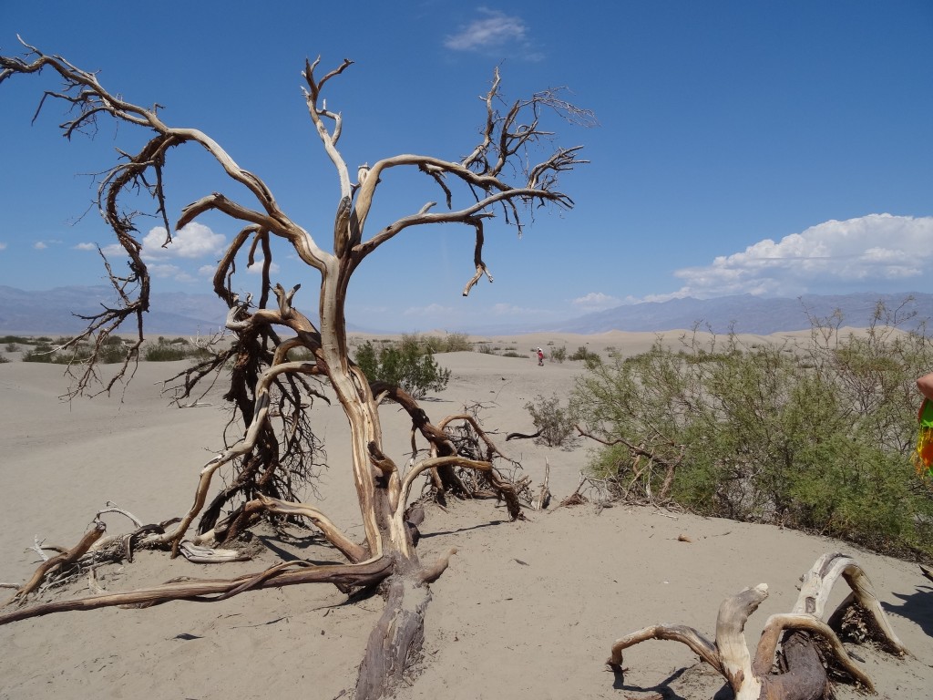Zdjęcia: Death Valley, Nevada, Drzewa umierają stojąc: DOLINA ŚMIERCI, USA Zdjęcia: Death Valley, Nevada, Drzewa umierają stojąc: DOLINA ŚMIERCI, USA
