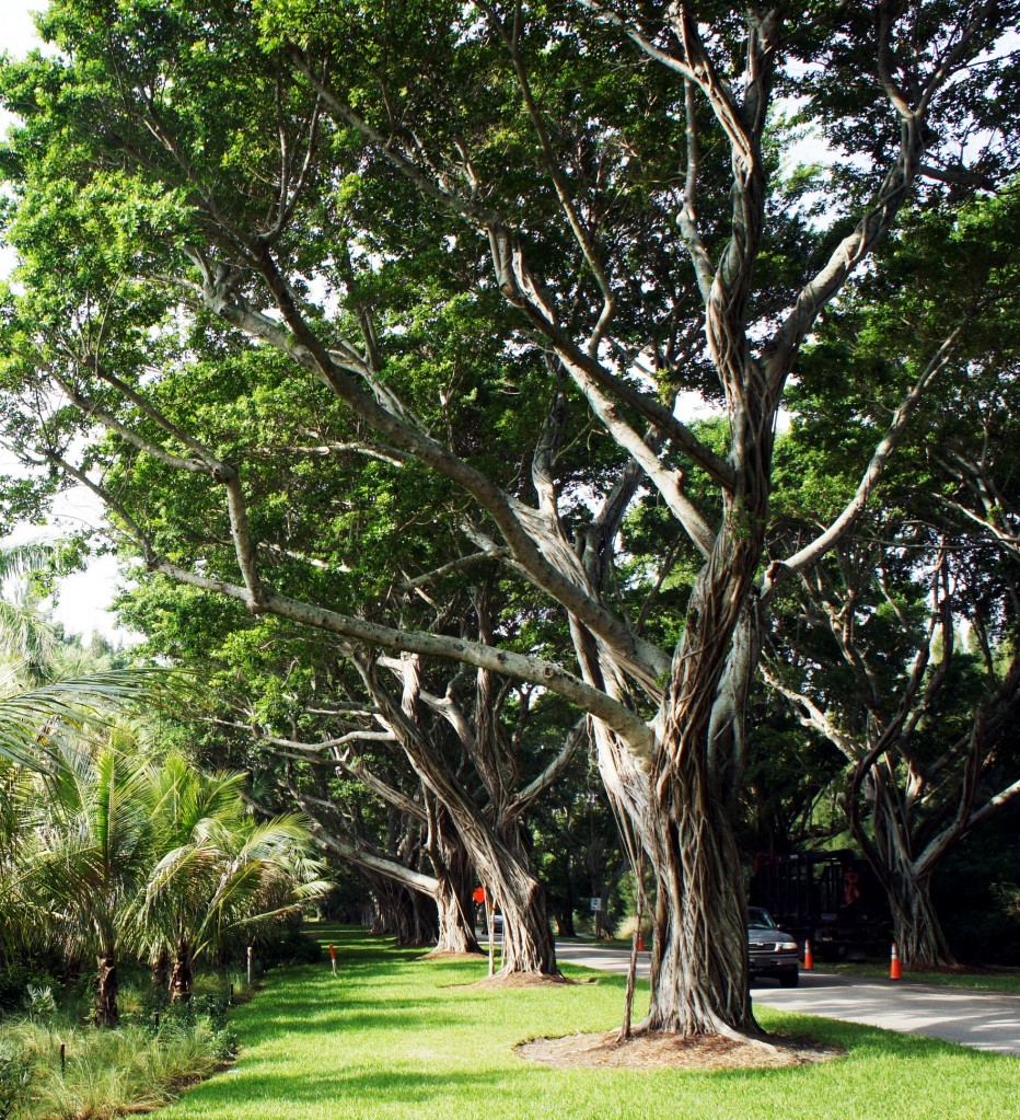 Zdjęcia: Jupiter, Florida, Niezwykłe drzewa, USA Zdjęcia: Jupiter, Florida, Niezwykłe drzewa, USA