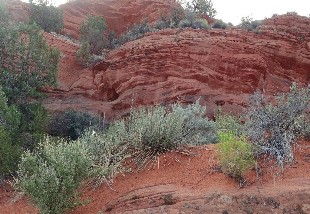 Zdjęcia: Vermilion Cliffs, Utah, Po drodze do WIRE PASS, USA Zdjęcia: Vermilion Cliffs, Utah, Po drodze do WIRE PASS, USA