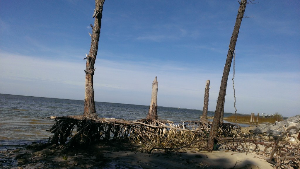 Zdjęcia: St. George Island, Floryda, Floryda, USA Zdjęcia: St. George Island, Floryda, Floryda, USA