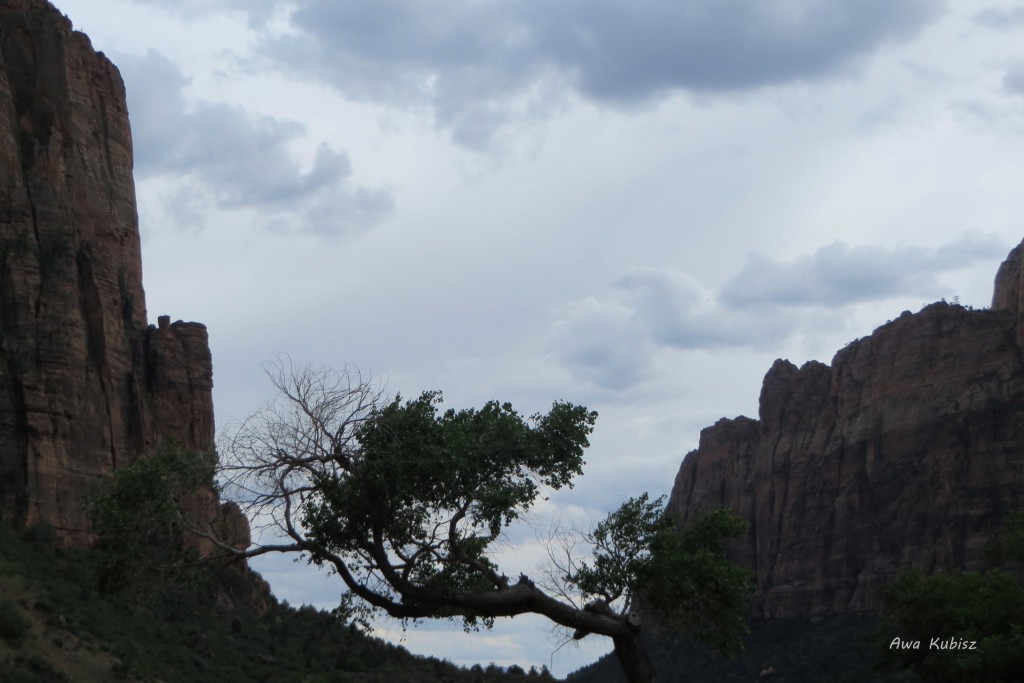 Zdjęcia: Park narodowy Zion, Utah, Układam się do snu..., USA Zdjęcia: Park narodowy Zion, Utah, Układam się do snu..., USA