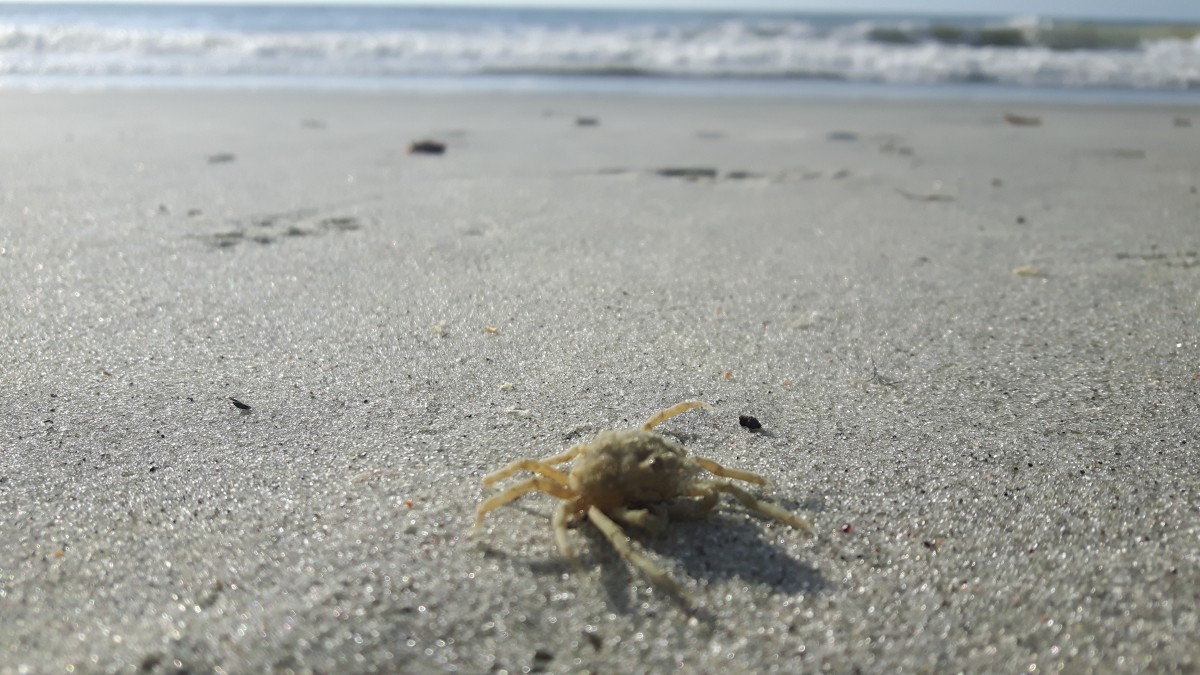 Zdjęcia: Myrtle Beach, South Carolina, Beach life., USA Zdjęcia: Myrtle Beach, South Carolina, Beach life., USA