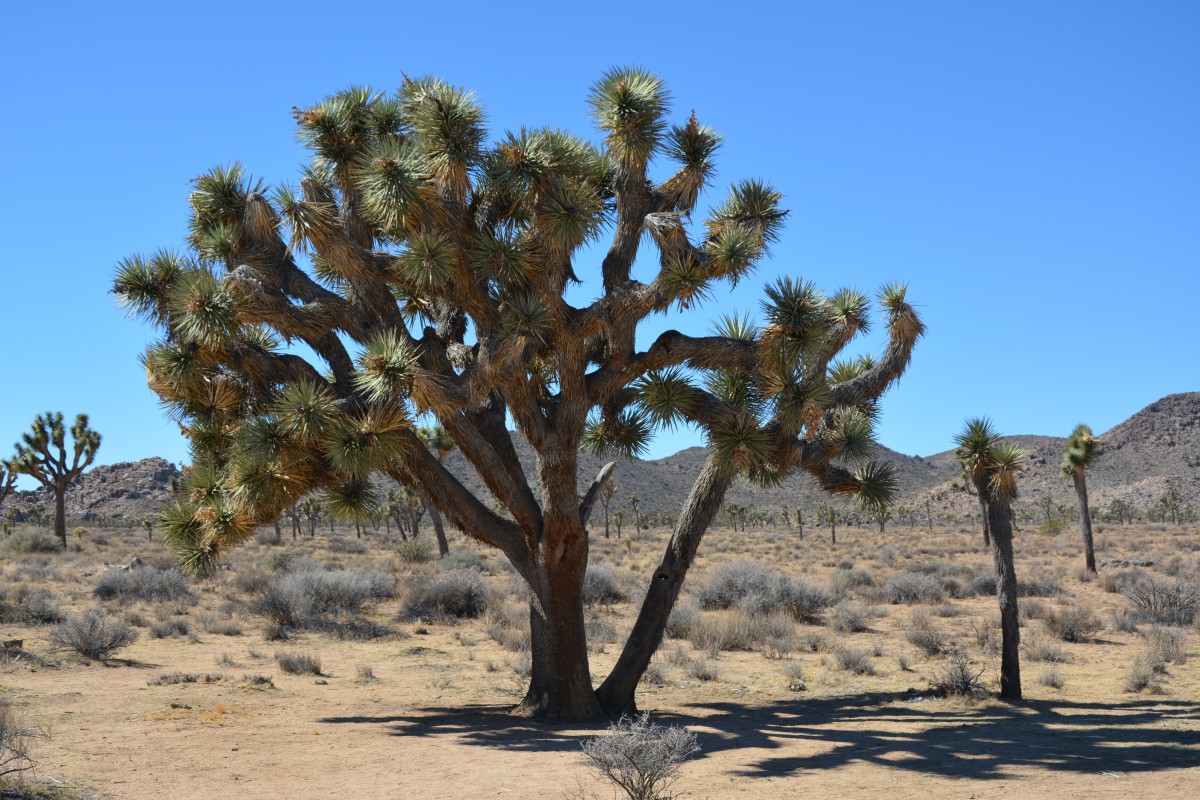 Zdjęcia: Joshua Tree National Park, Kalifornia, jukka krótkolistna, USA Zdjęcia: Joshua Tree National Park, Kalifornia, jukka krótkolistna, USA
