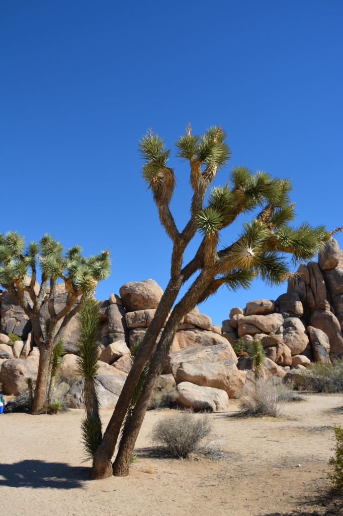 Zdjęcia: Joshua Tree National Park, Kalifornia,  drzewa Jozuego, USA Zdjęcia: Joshua Tree National Park, Kalifornia,  drzewa Jozuego, USA