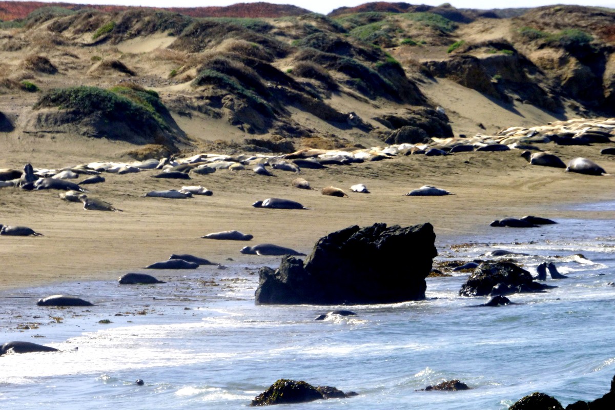 Zdjęcia: PACYFIK 1, CALIFORNIA, KROWY MORSKIE, USA Zdjęcia: PACYFIK 1, CALIFORNIA, KROWY MORSKIE, USA