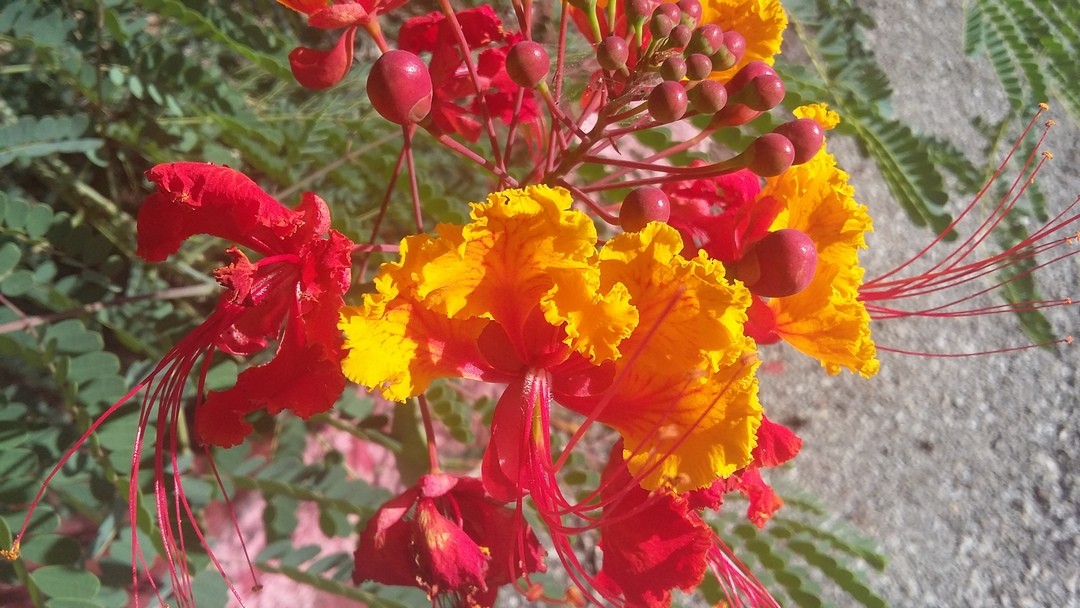 Zdjęcia: San Antonio, Texas, Botanical Garden, USA Zdjęcia: San Antonio, Texas, Botanical Garden, USA