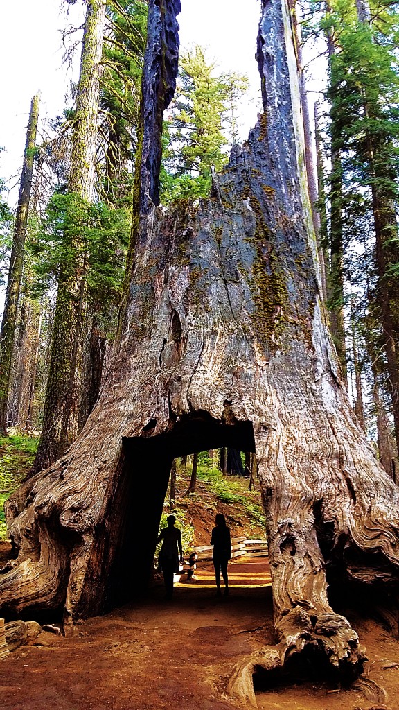 Zdjęcia: Tuolumne Grove Trailhead, Yosemite National Park, Martwy olbrzym, USA Zdjęcia: Tuolumne Grove Trailhead, Yosemite National Park, Martwy olbrzym, USA