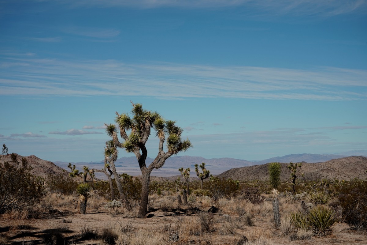 Zdjęcia: Park Narodowy Drzew Jozuego, Kalifornia, Drzewa Jozuego na Pustyni Mojave, USA Zdjęcia: Park Narodowy Drzew Jozuego, Kalifornia, Drzewa Jozuego na Pustyni Mojave, USA