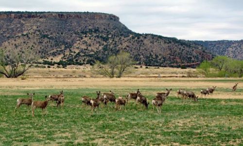 Zdjęcie USA / - / Oklahoma / Black Mesa State Park / sarenki na pastwisku