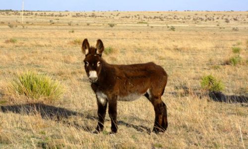 Zdjęcie USA / - / Oklahoma / okolice Black Mesa State Park / osiolek na pastwisku