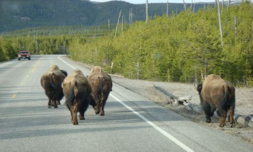 Zdjecie USA / Wyoming / Yellowstone NP / Bizony sa u siebie,turysta to intruz