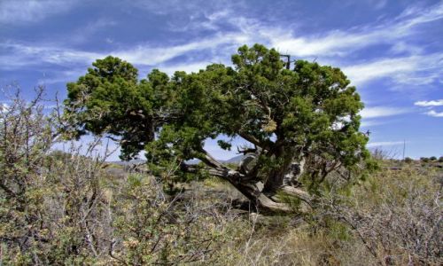 Zdjęcie USA / - / New Mexico / Valley of Fires / Dolina Ogni 3