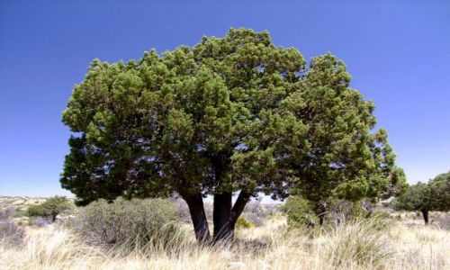 Zdjęcie USA / - / Texas / Guadalupe Mountains / jalowiec