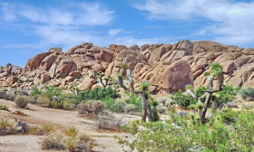 Zdjecie USA / California / Joshua Tree NP / Kaktusy Jezuego wrd samotnych ska