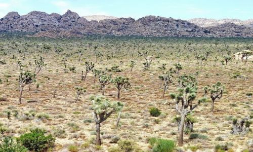 Zdjęcie USA / California / Joshua Tree NP / Las kaktusowy