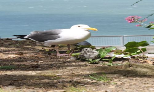 Zdjecie USA / California / San Francisco / Seagull and chick at Alkatraz